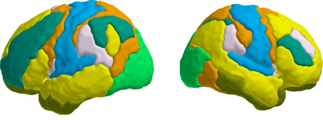 The seven Yeo functional subnetworks of the brain